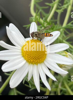 MARMELADE-HOVERFLY Episyrphus balteatus (weiblich) Foto: Tony Gale Stockfoto