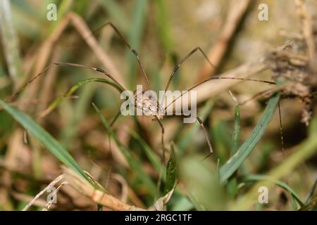 Nahaufnahme eines Erntemanns auf dem Boden Stockfoto