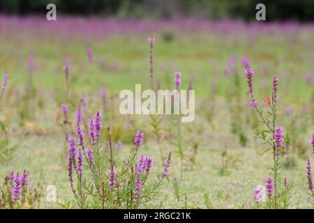 lythrum salicaria Meadow Stockfoto