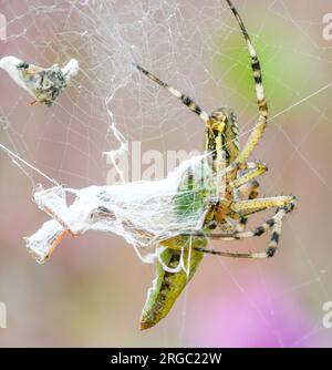 Nahaufnahme einer Tigerspinne, die einen Grashüpfer fängt Stockfoto