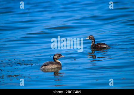 Zwei kleine Grieben (Tachybaptus ruficollis), die im blauen Wasser schwimmen. Stockfoto