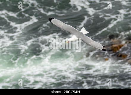 Kittiwake im Flug über den wilden Ozean an der Küste Stockfoto