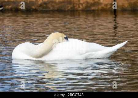 Stummer Schwamm schlafend mit dem Kopf unter dem Flügel auf einem Teich Stockfoto