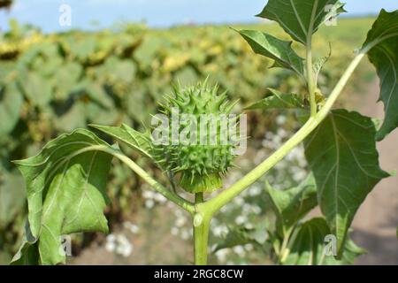 In der Wildnis wächst eine giftige Heilpflanze - Datura stramonium Stockfoto