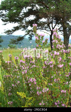 Ononis spinosa wächst in freier Wildbahn Stockfoto