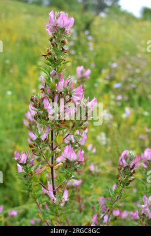 Ononis spinosa wächst in freier Wildbahn Stockfoto