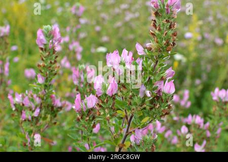 Ononis spinosa wächst in freier Wildbahn Stockfoto