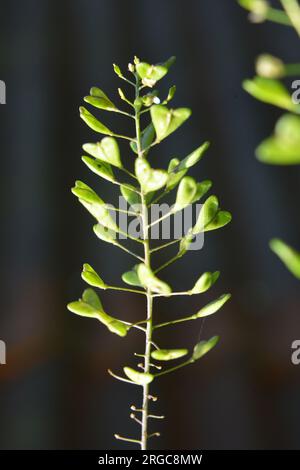 In der Natur wachsen auf dem Feld Capsella bursa-pastoris Stockfoto