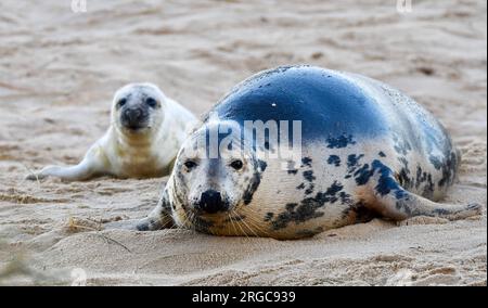 Graues Robbenbaby Horsey Stockfoto