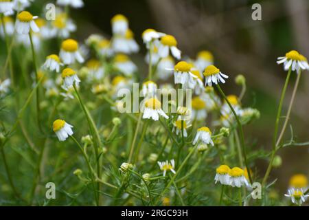 Kamillenblüten auf der Wiese inmitten von Wildgräsern Stockfoto