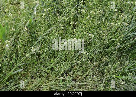 In der Natur wachsen auf dem Feld Capsella bursa-pastoris Stockfoto