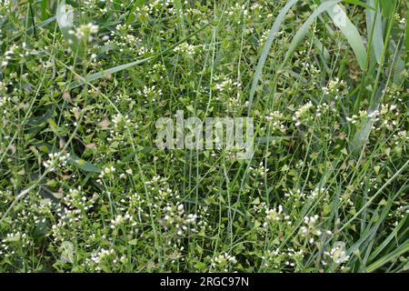 In der Natur wachsen auf dem Feld Capsella bursa-pastoris Stockfoto