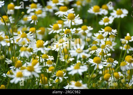 Kamillenblüten auf der Wiese inmitten von Wildgräsern Stockfoto