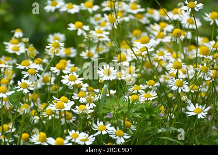 Kamillenblüten auf der Wiese inmitten von Wildgräsern Stockfoto