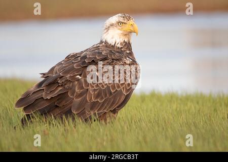 Tieffliegender Weißkopfadler, in der Nähe eines Hummerwarfs in P.E.I. Stockfoto