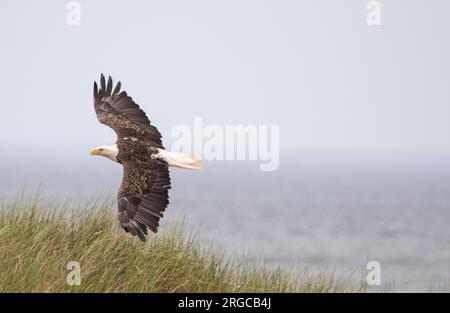 Weißkopfseeadler fliegt tief in der Nähe des Thunfischverarbeitungsgebiets, in P.E.I. Stockfoto