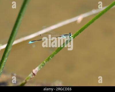 Seltenes Blauschwanzmädchen, kleine Pechlibelle, agrion nain, Ischnura pumilio, apró légivadász, Budapest, Ungarn, Magyarország, Europa Stockfoto