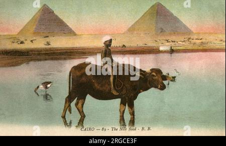 Der junge Junge reitet auf Ochsen am Rand der Nilflut mit den Pyramiden von Gizeh im Hintergrund, Kairo, Ägypten. Stockfoto