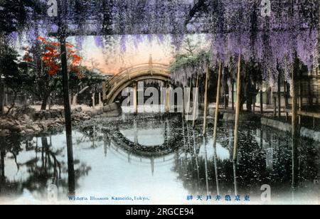 Kameido Temple Garden, Tokio - Wisteria Blossom Stockfoto