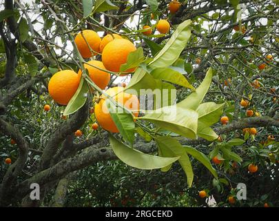 Orangen auf einem Ast mit grünen Blättern auf dem Baum Stockfoto