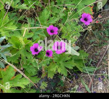 Geranium psilostemon, armenischer Cranesbill Stockfoto