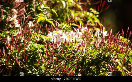Jasminplan in voller Blüte Stockfoto