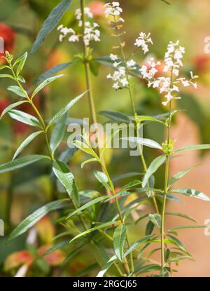 Zitronenverbena, Zitronenbeere (Aloysia citrodora), Pflanze, Blätter und Blumen auf natürlichem Hintergrund Stockfoto