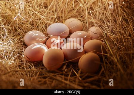 Der Landwirt sammelt Eier in der ökologischen Geflügelzucht, in der Freilandhaltung Stockfoto