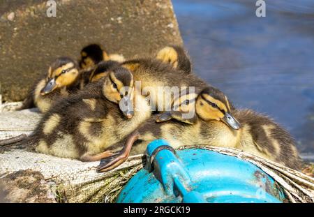 Niedliche Gruppe von Ententchen, die sich alle auf einem Rohr an der Seite eines Teichs in einem Park aneinander schmiegen Stockfoto