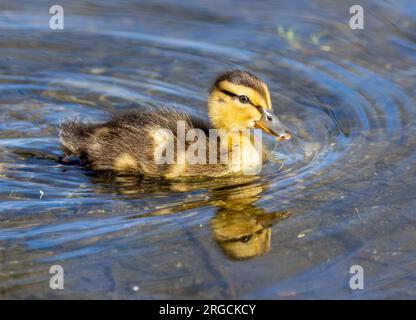 Niedliches kleines Entlein schwimmt im Teich mit wunderschöner natürlicher Wasserreflexion Stockfoto