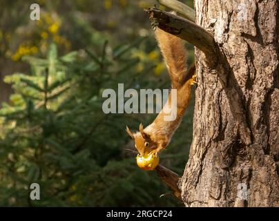 Lustiges, kleines schottisches Eichhörnchen, das sich von einem Baumstamm hinunterzieht, um einen Apfel auf dem Zweig im Wald mit natürlichem grünen Wald zu essen Stockfoto
