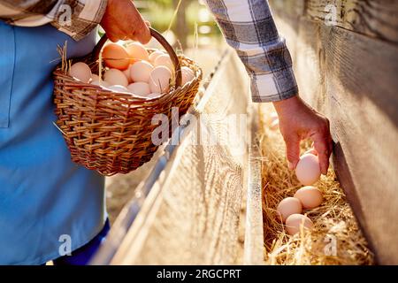 Der Landwirt sammelt Eier in der ökologischen Geflügelzucht, in der Freilandhaltung Stockfoto