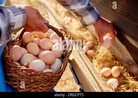 Der Landwirt sammelt Eier in der ökologischen Geflügelzucht, in der Freilandhaltung Stockfoto