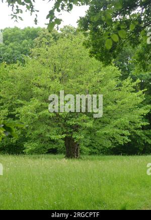 Großer schöner Limettenbaum in der Sommersaison Stockfoto