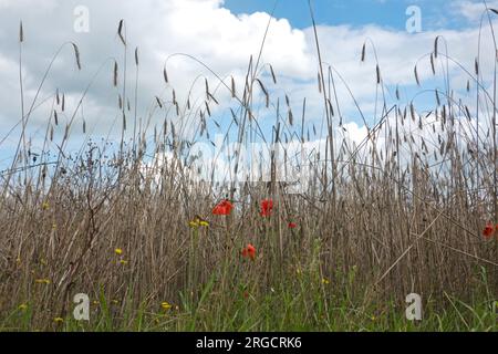 Gemeine Mohnblumen und Cornblumen im Roggenfeld unter blauem Himmel mit Wolken Stockfoto