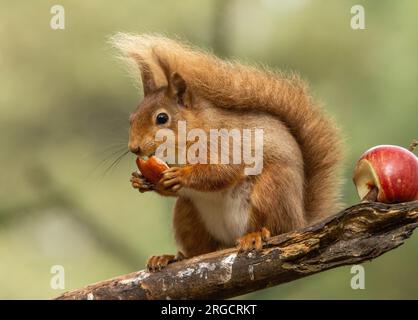 Süßes kleines schottisches Eichhörnchen, das im Wald einen saftigen Apfel isst Stockfoto