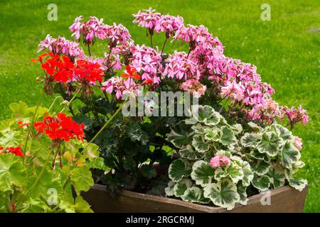 Geranium, Pink, Pelargonium Stockfoto