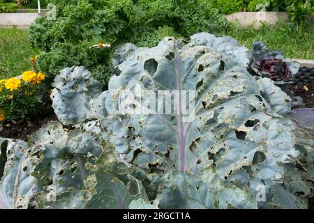 Blätter, die von Raupen gegessen werden, beschädigt, Blatt, Kohl, Brassica oleracea, Schädlinge in Gemüse, Garten Stockfoto