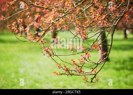 Zweig eines Kirschbaums mit rosa Blumen, die zu blühen beginnen. Kirschblütensaison im Frühling Stockfoto