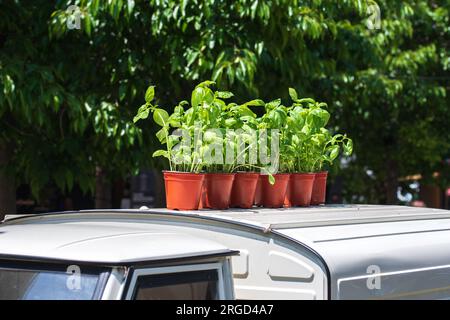 Frische Basilikumpflanzen in Töpfen auf einem kleinen Auto. Dekoration. Markt Stockfoto