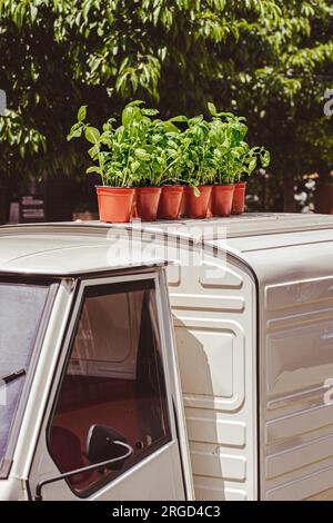 Frische Basilikumpflanzen in Töpfen auf einem kleinen Auto. Dekoration. Markt Stockfoto