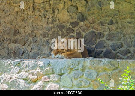 LÖWIN SCHLÄFT IN DER SONNE AUF FELSEN. Eine Löwin Panthera leo liegt und schläft an einem sonnigen Tag auf grauen Felsen. Tiere, Säugetiere, Raubtiere. Die Löwin Stockfoto