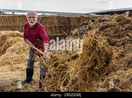 Reifer Bauer, der Rinderstall aus schmutzigem Stroh und Dung reinigt Stockfoto