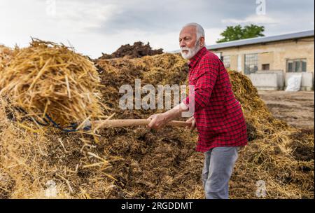 Reife Landwirte, die Rinderställe aus gebrauchtem Stroh und Dung säubern Stockfoto