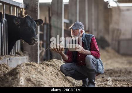Reifer Bauer, der ein Tablett vor Black Angus-Rindern auf einer Milchfarm hält und die Heuqualität für die Fütterung prüft Stockfoto