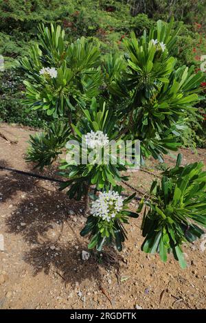 Der Koko Crater Botanical Garden in Honolulu, Oahu, Hawaii, USA, ist ein blühender Strauß aus Pacypodium eburneum mit weißen Blumen und länglichen grünen Blättern Stockfoto