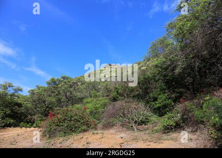 Dichte Vegetation blühender Sträucher und Bäume in einem ruhenden Vulkankrater im Koko Crater Botanical Gardens in Honolulu, Hawaii, USA Stockfoto