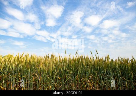 Grüne Weizenohren vor einem blauen, wolkigen Himmel. Feld mit unreifem Weizen. Ich erwarte eine reiche Ernte. Stockfoto