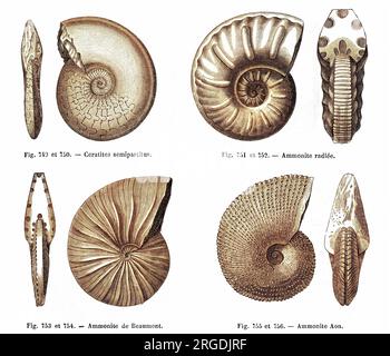 Vier Fossilien: Ammoniak (einschließlich Beaumont-Ammonit) und Ceratit (Hornstein). Stockfoto