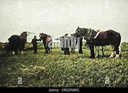 Drei Pferde werden von ihrer Farm in Cliftonville, bei Margate, für die Armee beschlagnahmt. Stockfoto